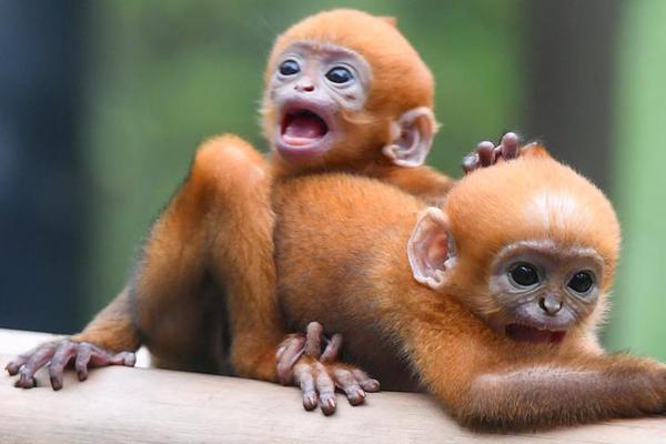 江{苏}吴‘中’多次发布退市风险提示公告，受损股民可积极维权